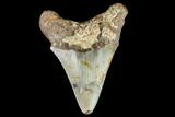 Fossil Megalodon Tooth - North Carolina #108904-1